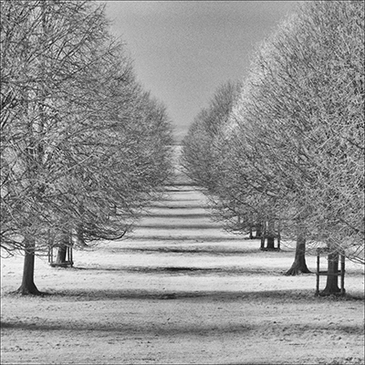 Park Avenue by David Kelly.jpeg